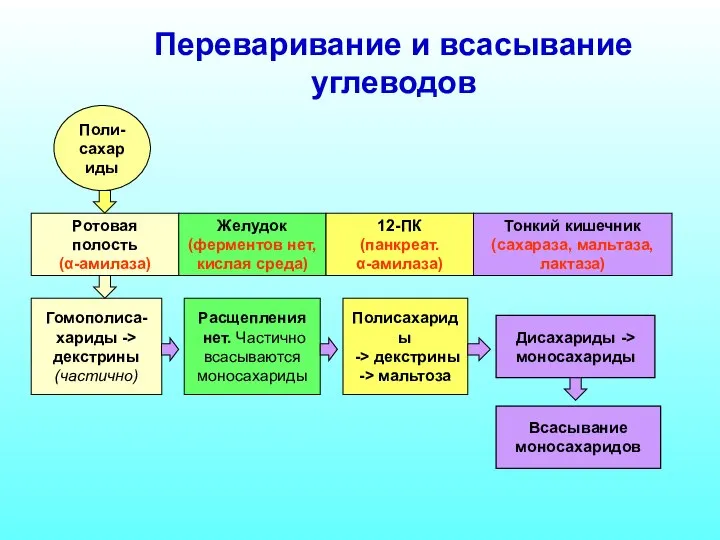 Переваривание и всасывание углеводов Поли- сахариды Ротовая полость (α-амилаза) Желудок (ферментов