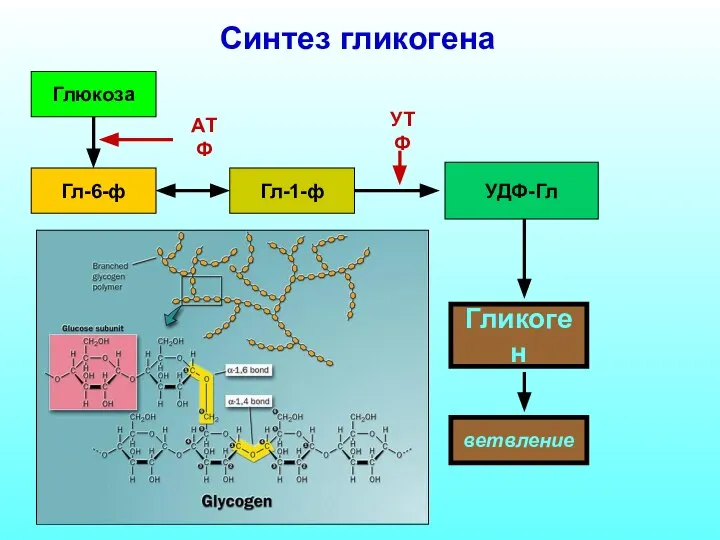 Синтез гликогена Глюкоза Гл-6-ф Гл-1-ф УДФ-Гл Гликоген УТФ АТФ ветвление