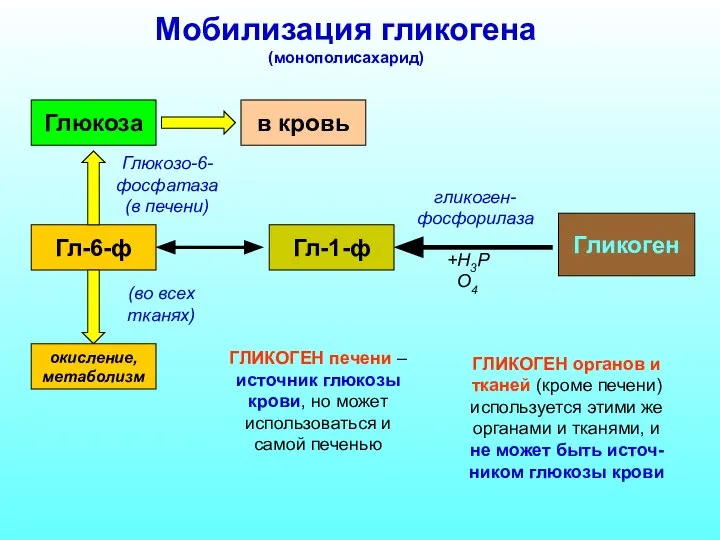 Мобилизация гликогена (монополисахарид) Глюкоза Гл-6-ф Гл-1-ф Гликоген гликоген- фосфорилаза +H3PO4 Глюкозо-6-фосфатаза