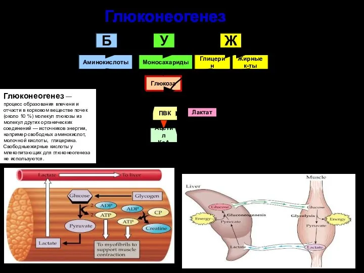 Глюконеогенез Б У Ж Аминокислоты Моносахариды Глицерин Жирные к-ты Глюкоза ПВК