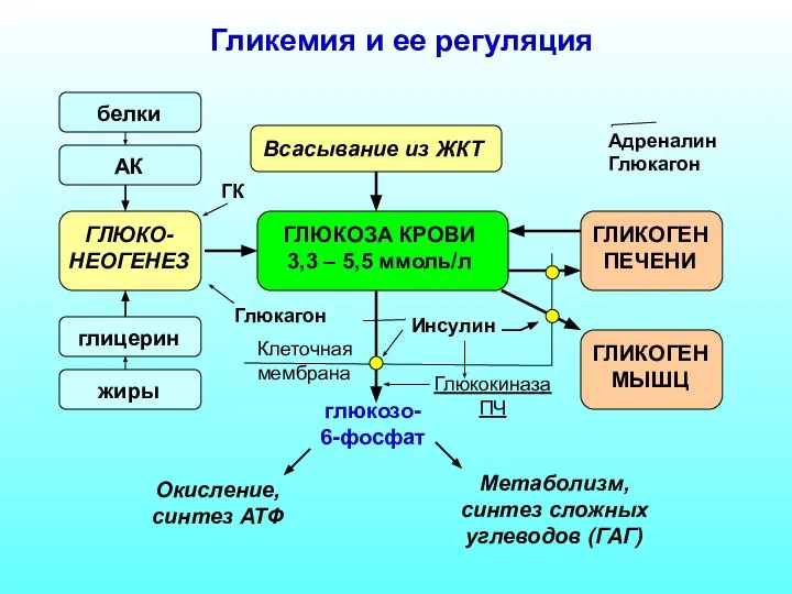 Клеточная мембрана Гликемия и ее регуляция ГЛЮКОЗА КРОВИ 3,3 – 5,5