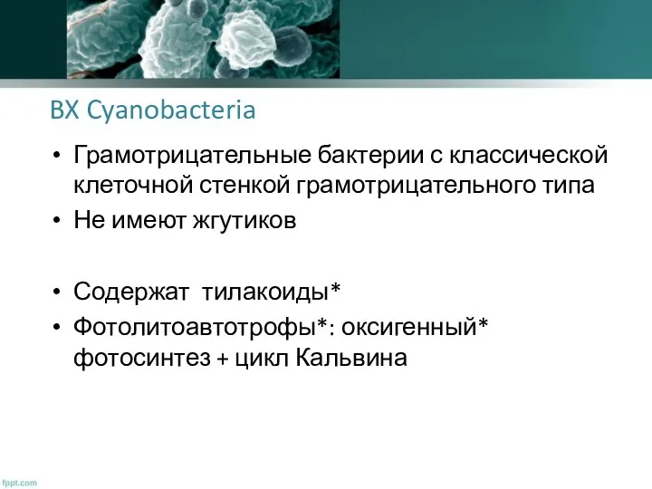 BX Cyanobacteria Грамотрицательные бактерии с классической клеточной стенкой грамотрицательного типа Не