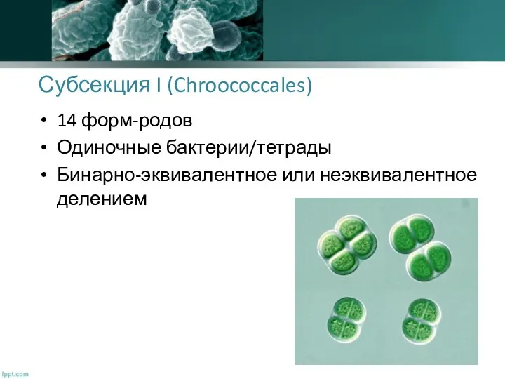 Субсекция I (Chroococcales) 14 форм-родов Одиночные бактерии/тетрады Бинарно-эквивалентное или неэквивалентное делением