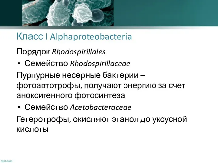 Класс I Alphaproteobacteria Порядок Rhodospirillales Семейство Rhodospirillaceae Пурпурные несерные бактерии –