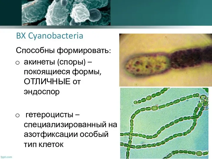 BX Cyanobacteria Способны формировать: акинеты (споры) – покоящиеся формы, ОТЛИЧНЫЕ от