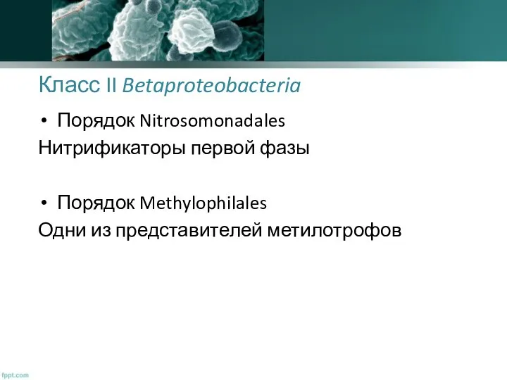 Класс II Betaproteobacteria Порядок Nitrosomonadales Нитрификаторы первой фазы Порядок Methylophilales Одни из представителей метилотрофов