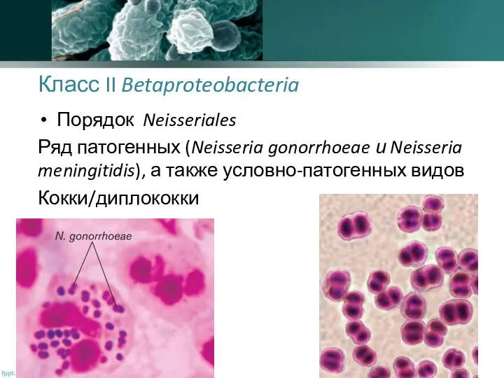 Класс II Betaproteobacteria Порядок Neisseriales Ряд патогенных (Neisseria gonorrhoeae и Neisseria