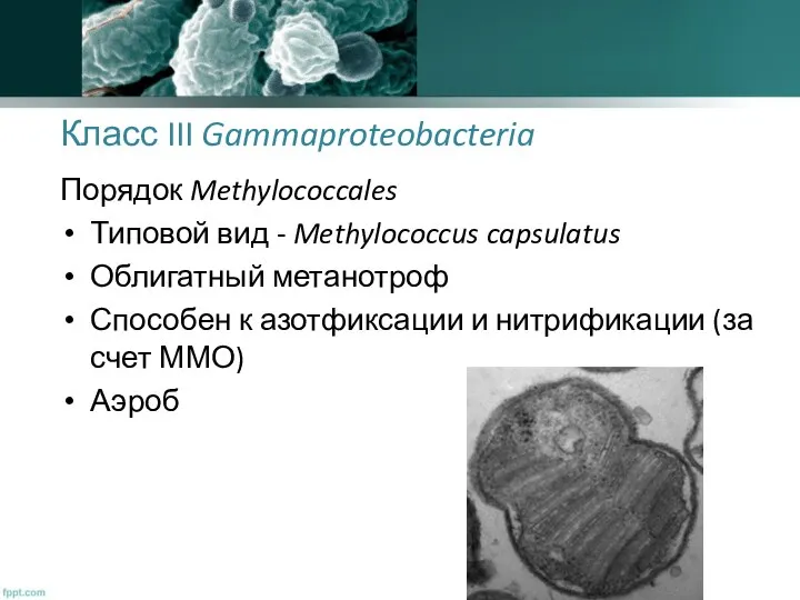 Класс III Gammaproteobacteria Порядок Methylococcales Типовой вид - Methylococcus capsulatus Облигатный