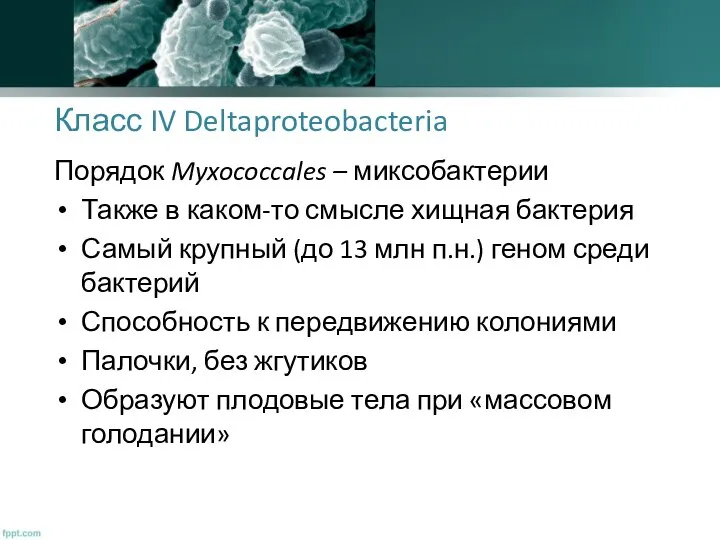 Класс IV Deltaproteobacteria Порядок Myxococcales – миксобактерии Также в каком-то смысле