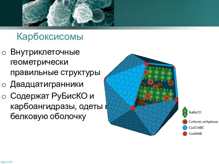 Карбоксисомы Внутриклеточные геометрически правильные структуры Двадцатигранники Содержат РуБисКО и карбоангидразы, одеты в белковую оболочку