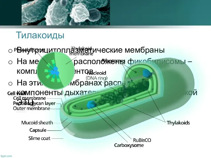 Тилакоиды Внутрицитоплазматические мембраны На мембранах расположены фикобилисомы –комплекс пигментов На этих