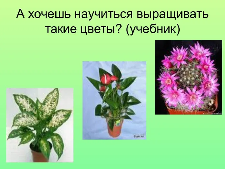 А хочешь научиться выращивать такие цветы? (учебник)