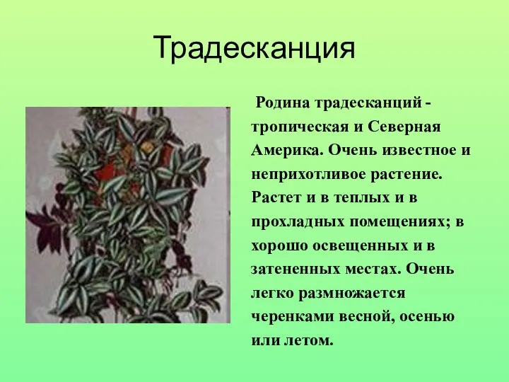 Традесканция Родина традесканций - тропическая и Северная Америка. Очень известное и