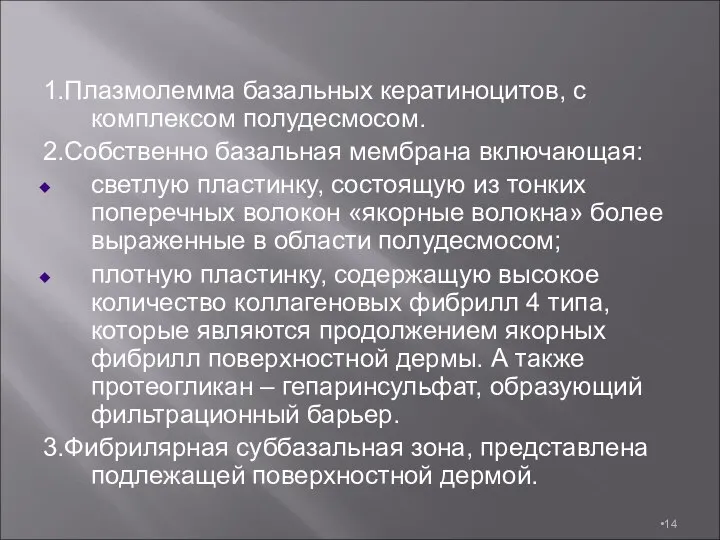 1.Плазмолемма базальных кератиноцитов, с комплексом полудесмосом. 2.Собственно базальная мембрана включающая: светлую