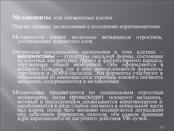 Меланоциты, или пигментные клетки. Они не связаны десмосомами с соседними кератиноцитами.