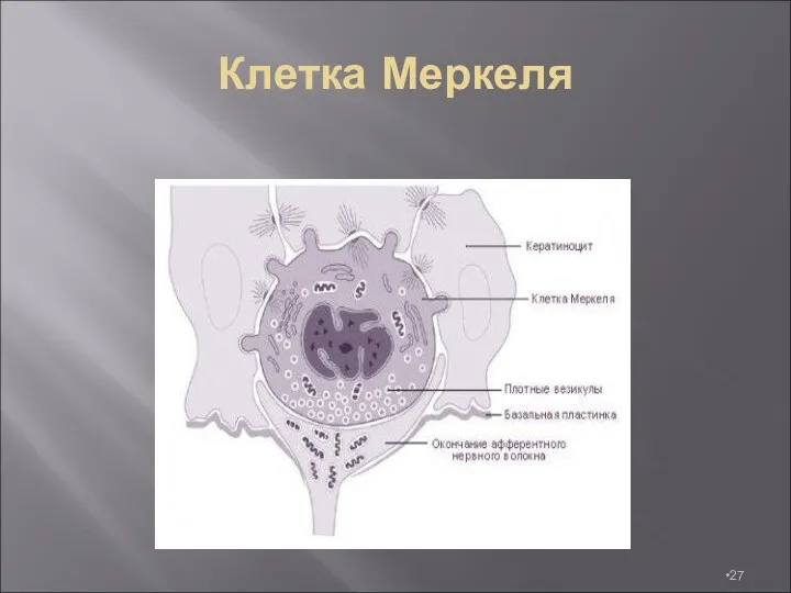 Клетка Меркеля