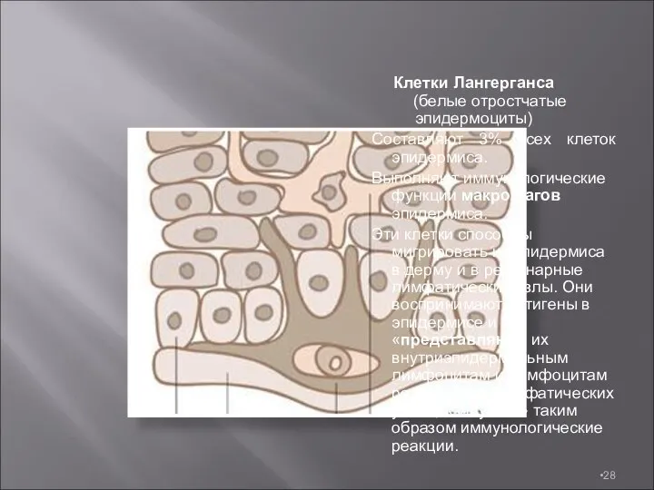 Клетки Лангерганса (белые отростчатые эпидермоциты) Составляют 3% всех клеток эпидермиса. Выполняют