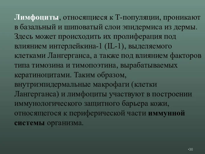 Лимфоциты, относящиеся к Т-популяции, проникают в базальный и шиповатый слои эпидермиса