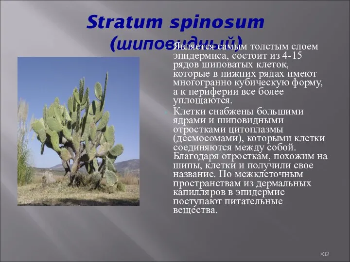 Stratum spinosum (шиповидный) Является самым толстым слоем эпидермиса, состоит из 4-15