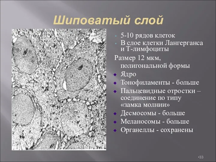 Шиповатый слой 5-10 рядов клеток В слое клетки Лангерганса и Т-лимфоциты