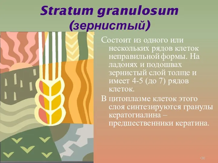 Stratum granulosum (зернистый) Cостоит из одного или нескольких рядов клеток неправильной