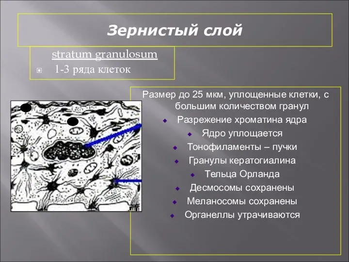 Зернистый слой stratum granulosum 1-3 ряда клеток Размер до 25 мкм,