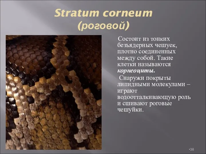 Stratum corneum (роговой) Состоит из тонких безъядерных чешуек, плотно соединенных между