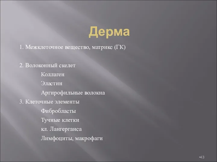 Дерма 1. Межклеточное вещество, матрикс (ГК) 2. Волоконный скелет Коллаген Эластин