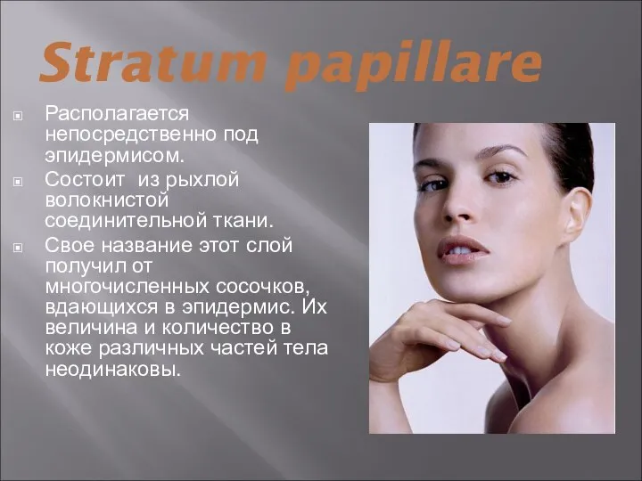 Stratum papillare Располагается непосредственно под эпидермисом. Состоит из рыхлой волокнистой соединительной