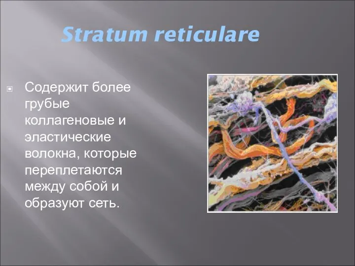 Stratum reticulare Содержит более грубые коллагеновые и эластические волокна, которые переплетаются между собой и образуют сеть.