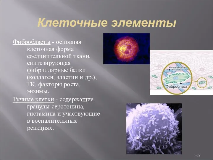 Клеточные элементы Фибробласты - основная клеточная форма соединительной ткани, синтезирующая фибриллярные