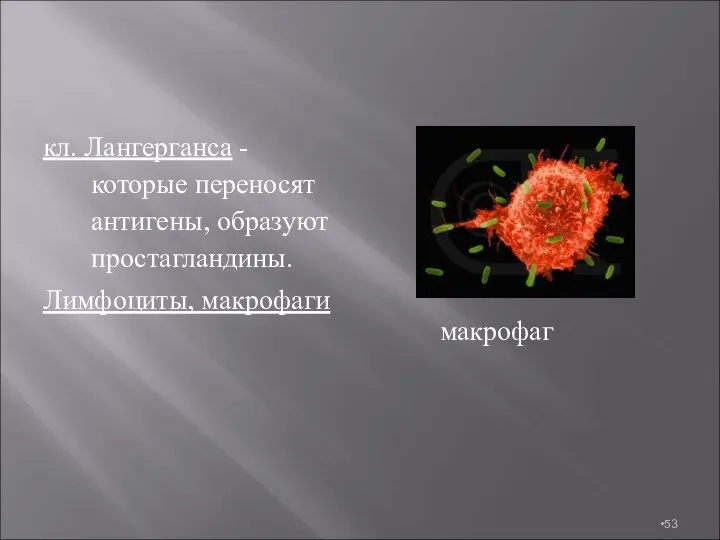 кл. Лангерганса - которые переносят антигены, образуют простагландины. Лимфоциты, макрофаги макрофаг