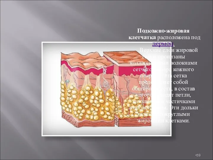 Подкожно-жировая клетчатка расположена под дермой. Верхние слои жировой ткани пронизаны коллагеновыми