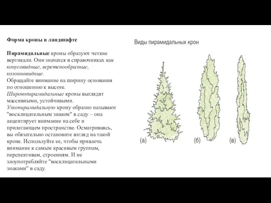 Форма кроны в ландшафте Пирамидальные кроны образуют четкие вертикали. Они значатся