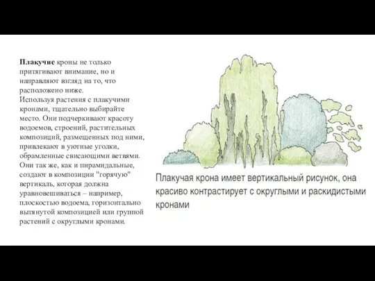 Плакучие кроны не только притягивают внимание, но и направляют взгляд на