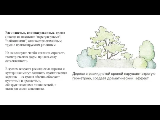 Раскидистые, или шатровидные, кроны (иногда их называют "нерегулярными", "пейзажными") отличаются стихийным,