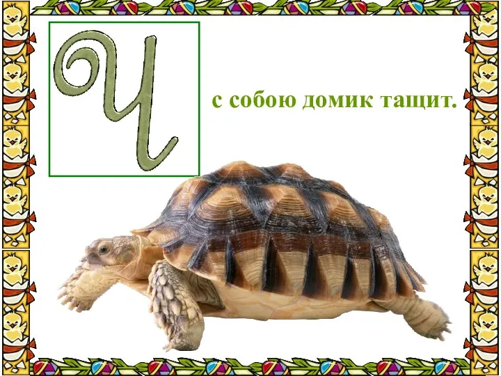 с собою домик тащит.