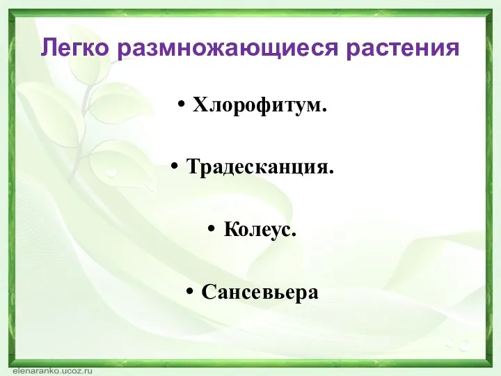 Легко размножающиеся растения Хлорофитум. Традесканция. Колеус. Сансевьера