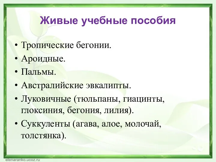 Живые учебные пособия Тропические бегонии. Ароидные. Пальмы. Австралийские эвкалипты. Луковичные (тюльпаны,