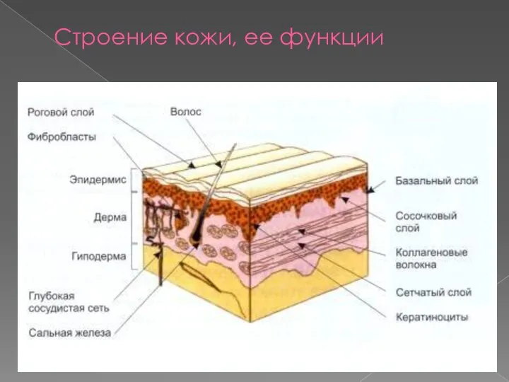 Строение кожи, ее функции