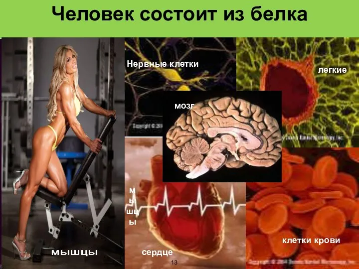 Человек состоит из белка мышцы сердце Нервные клетки мозг клетки крови легкие 13
