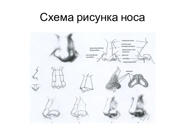 Схема рисунка носа