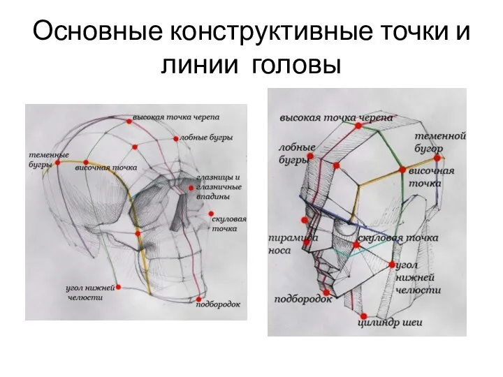 Основные конструктивные точки и линии головы