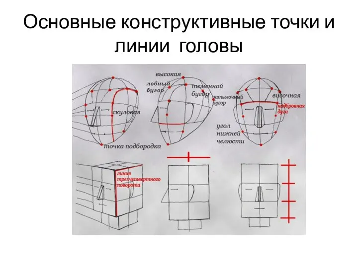 Основные конструктивные точки и линии головы