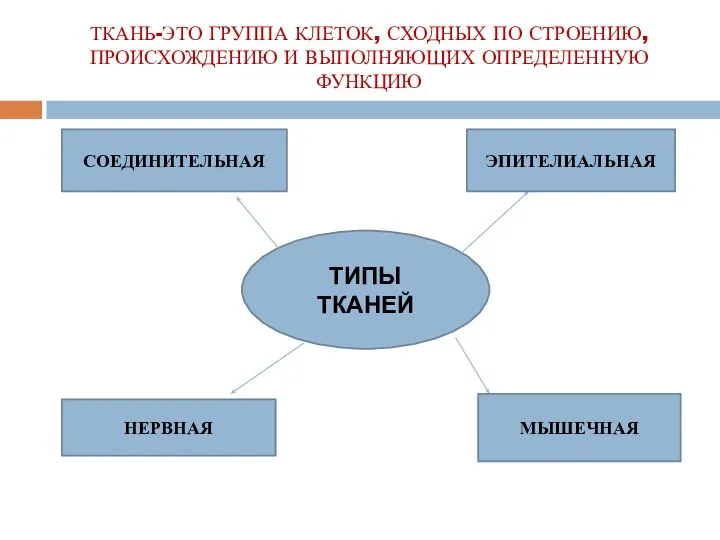 ТКАНЬ-ЭТО ГРУППА КЛЕТОК, СХОДНЫХ ПО СТРОЕНИЮ, ПРОИСХОЖДЕНИЮ И ВЫПОЛНЯЮЩИХ ОПРЕДЕЛЕННУЮ ФУНКЦИЮ