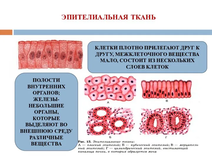 ЭПИТЕЛИАЛЬНАЯ ТКАНЬ КЛЕТКИ ПЛОТНО ПРИЛЕГАЮТ ДРУГ К ДРУГУ, МЕЖКЛЕТОЧНОГО ВЕЩЕСТВА МАЛО,