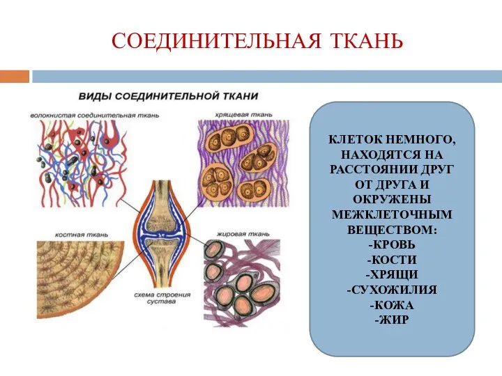 СОЕДИНИТЕЛЬНАЯ ТКАНЬ КЛЕТОК НЕМНОГО, НАХОДЯТСЯ НА РАССТОЯНИИ ДРУГ ОТ ДРУГА И