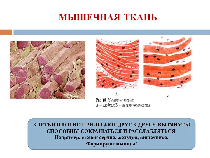 МЫШЕЧНАЯ ТКАНЬ КЛЕТКИ ПЛОТНО ПРИЛЕГАЮТ ДРУГ К ДРУГУ, ВЫТЯНУТЫ, СПОСОБНЫ СОКРАЩАТЬСЯ