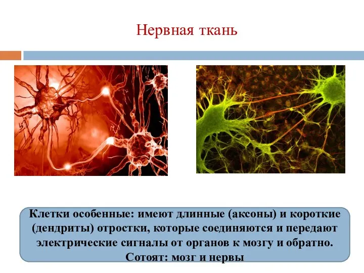 Нервная ткань Клетки особенные: имеют длинные (аксоны) и короткие (дендриты) отростки,