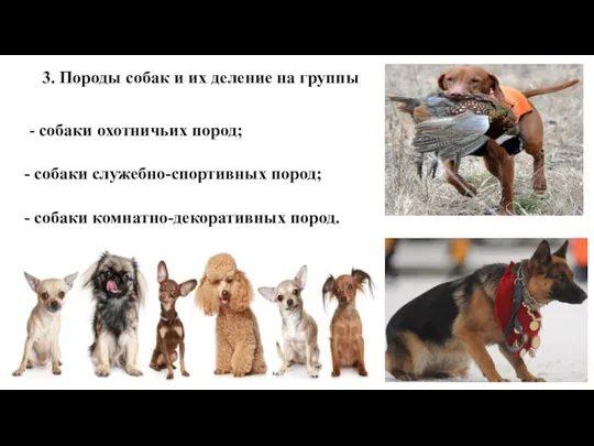 3. Породы собак и их деление на группы - собаки охотничьих